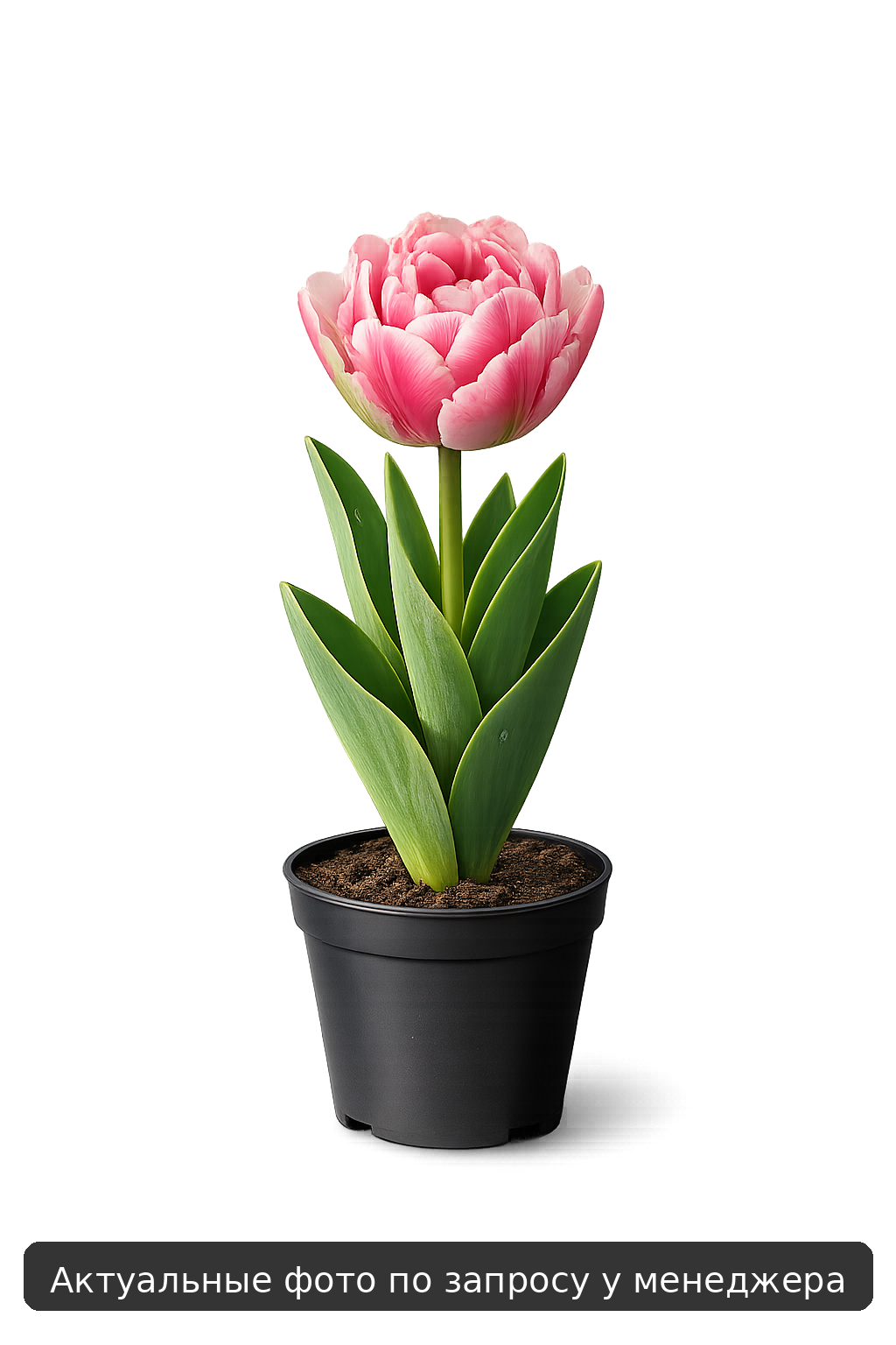 Тюльпан "Маделон"