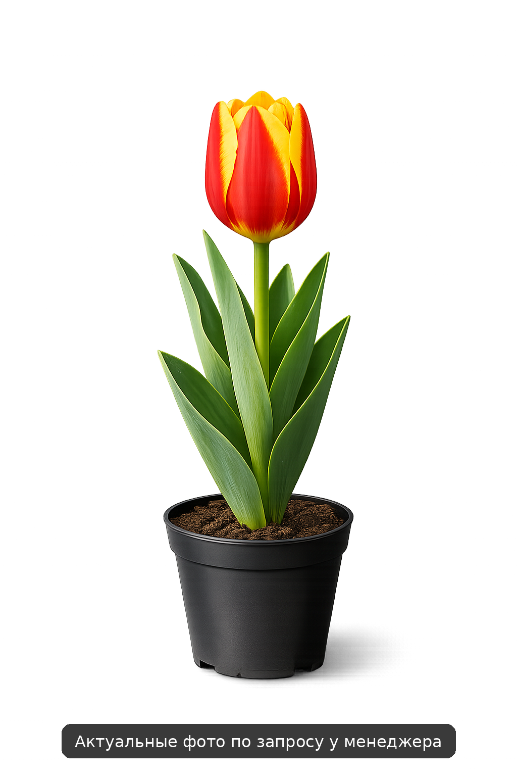 Тюльпан "Стреза"