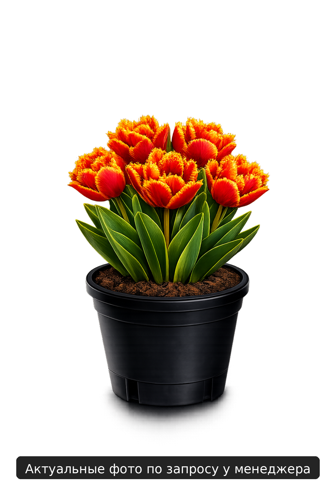 Тюльпан "Брест"