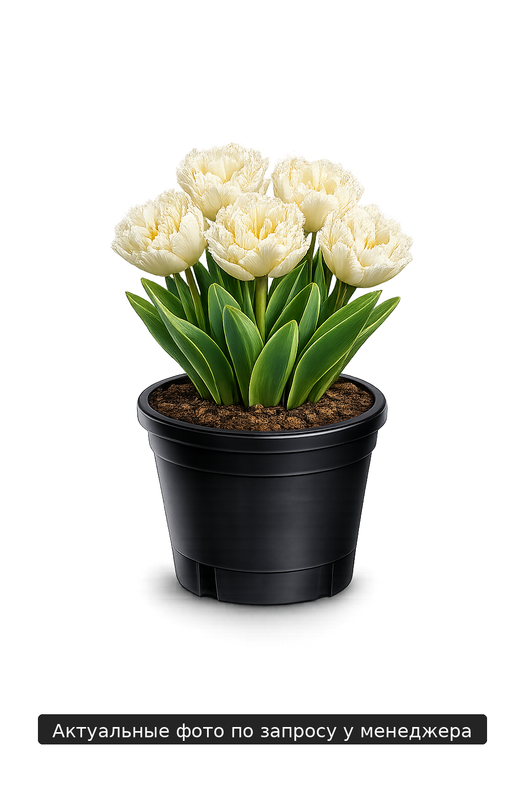 Тюльпан "ХаниМун"