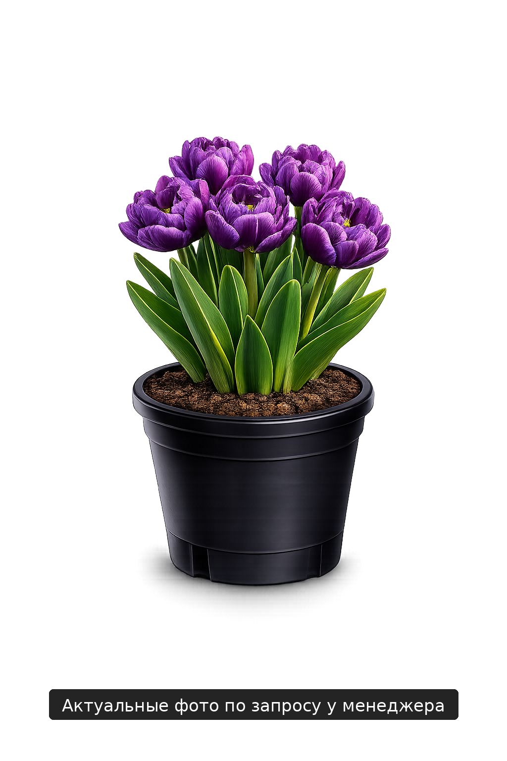 Тюльпан "Блю Даймонд"