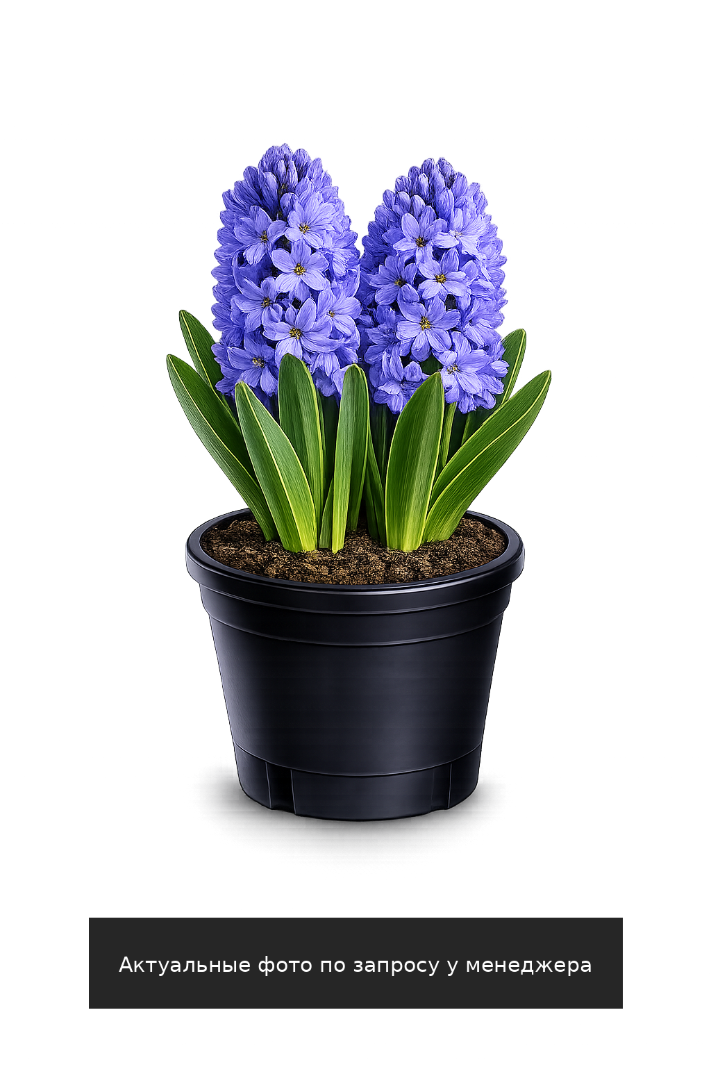 Гиацинт "Блю Джекет"