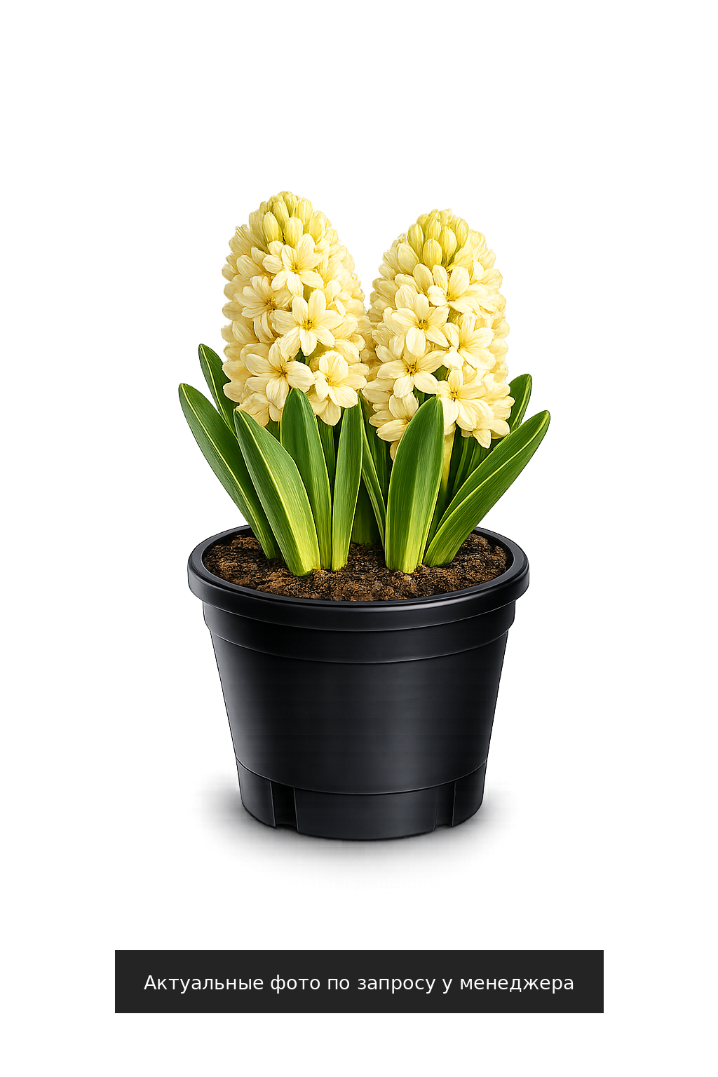 Гиацинт "Джипси Принцесс"