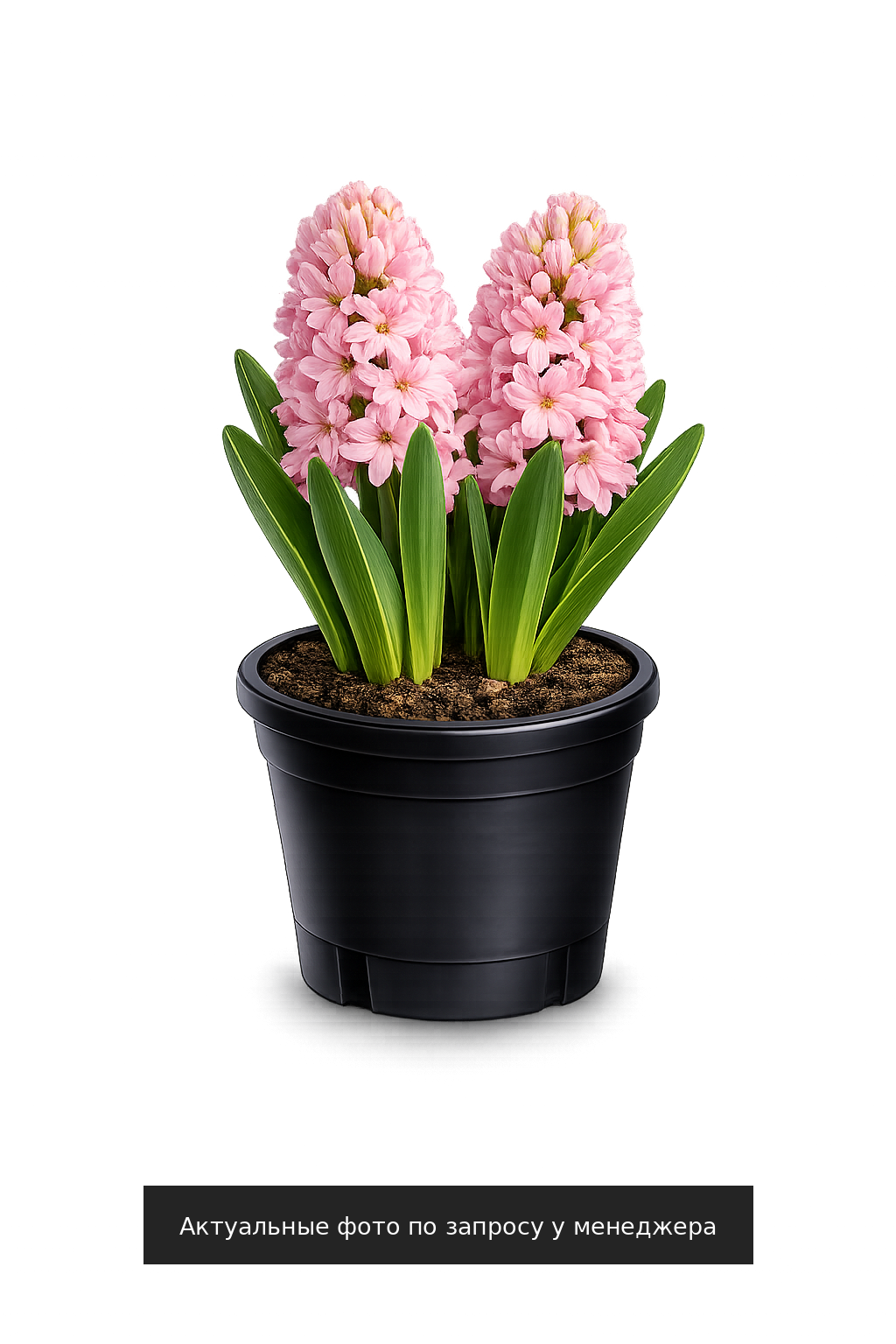 Гиацинт "Чина Пинк"