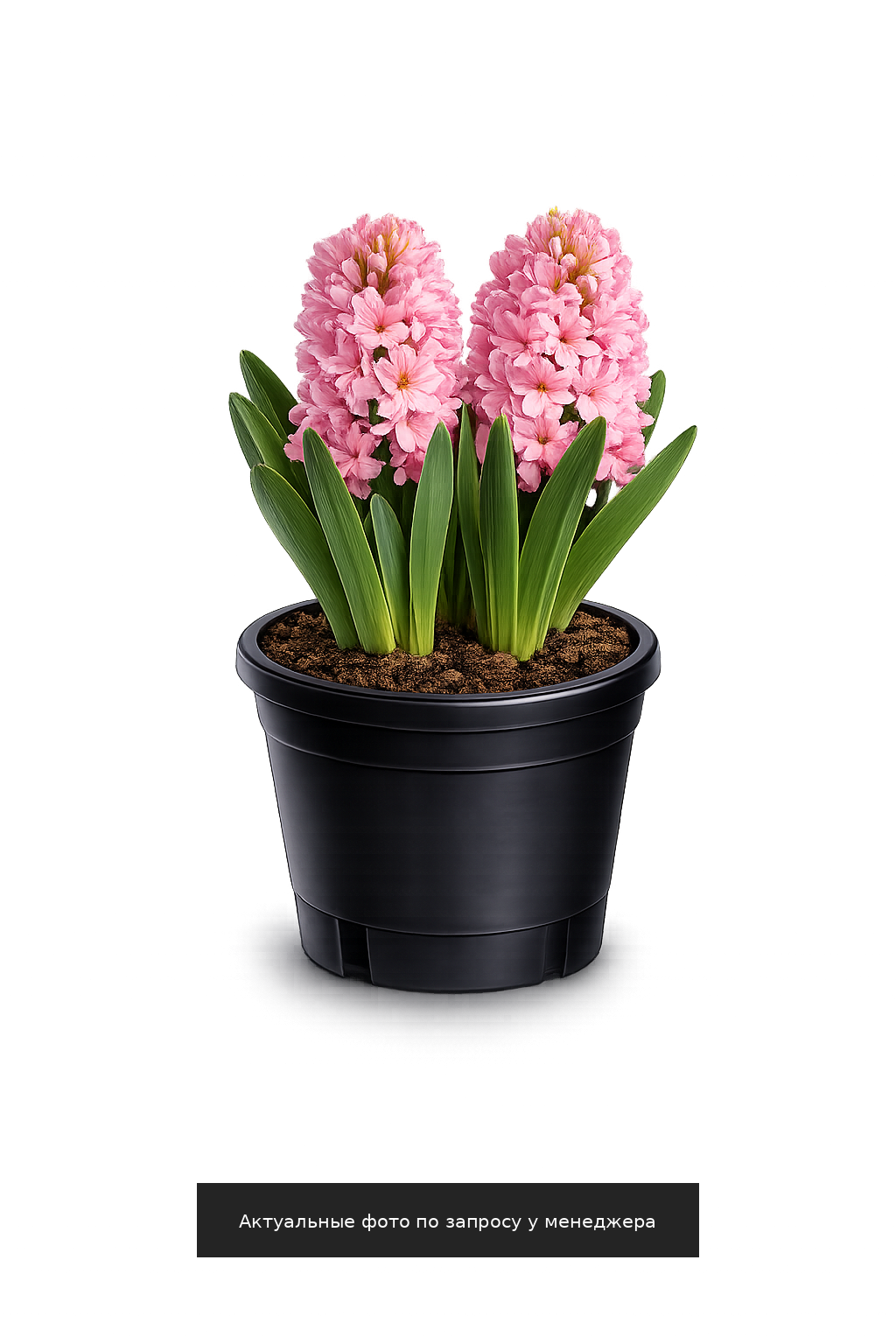 Гиацинт "Дабл Эрос"