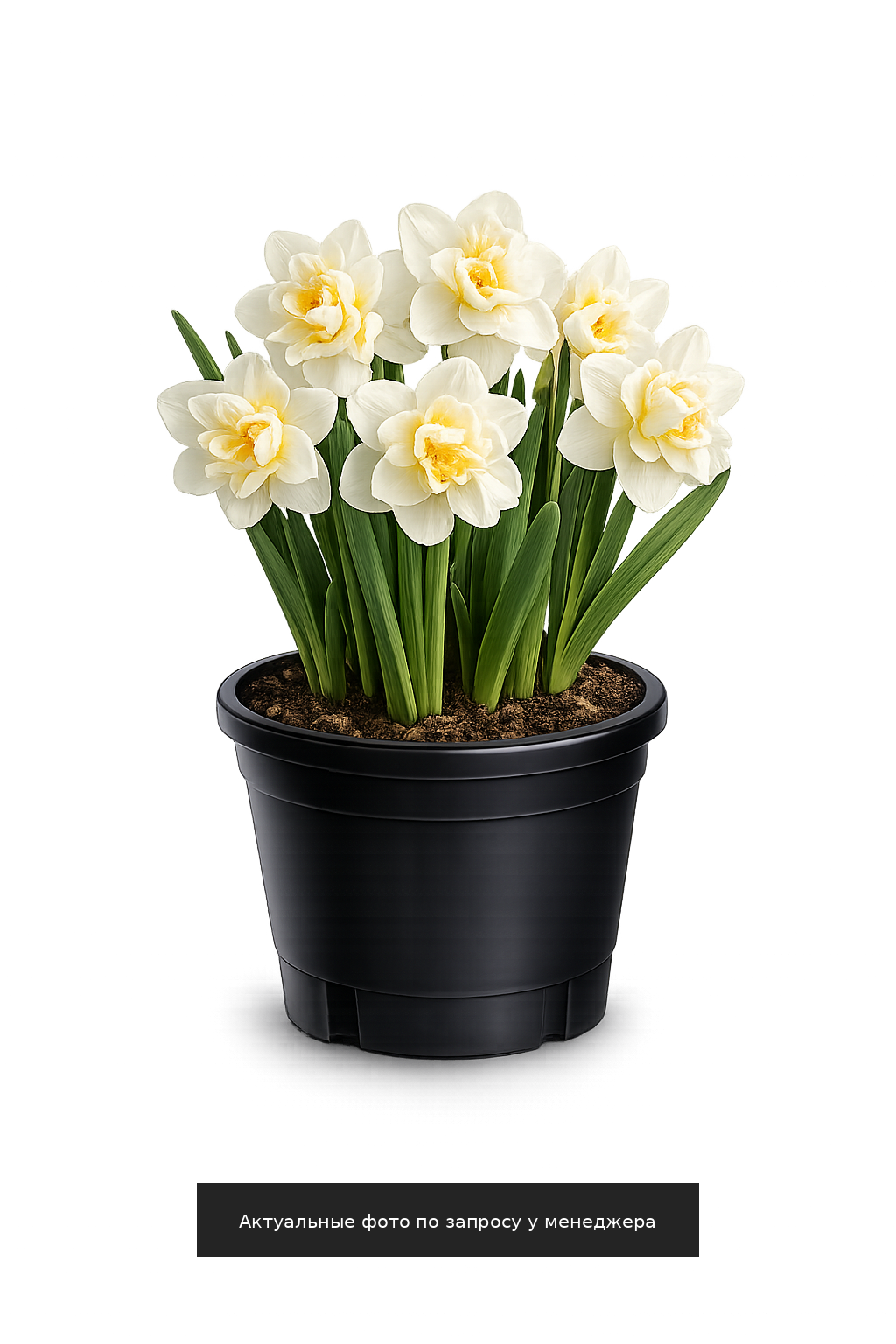 Нарцисс "Ванилла Пач"
