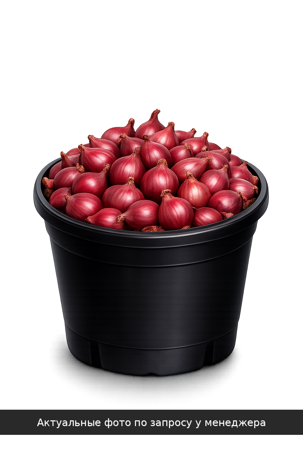 Лук-севок "Кармен"