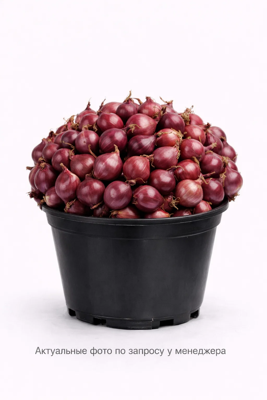 Лук-севок "Ред Семко"