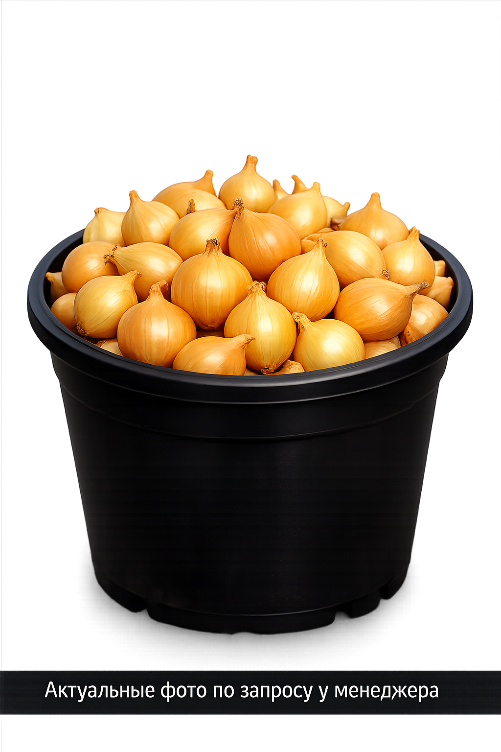 Лук-севок "Золотистый" 