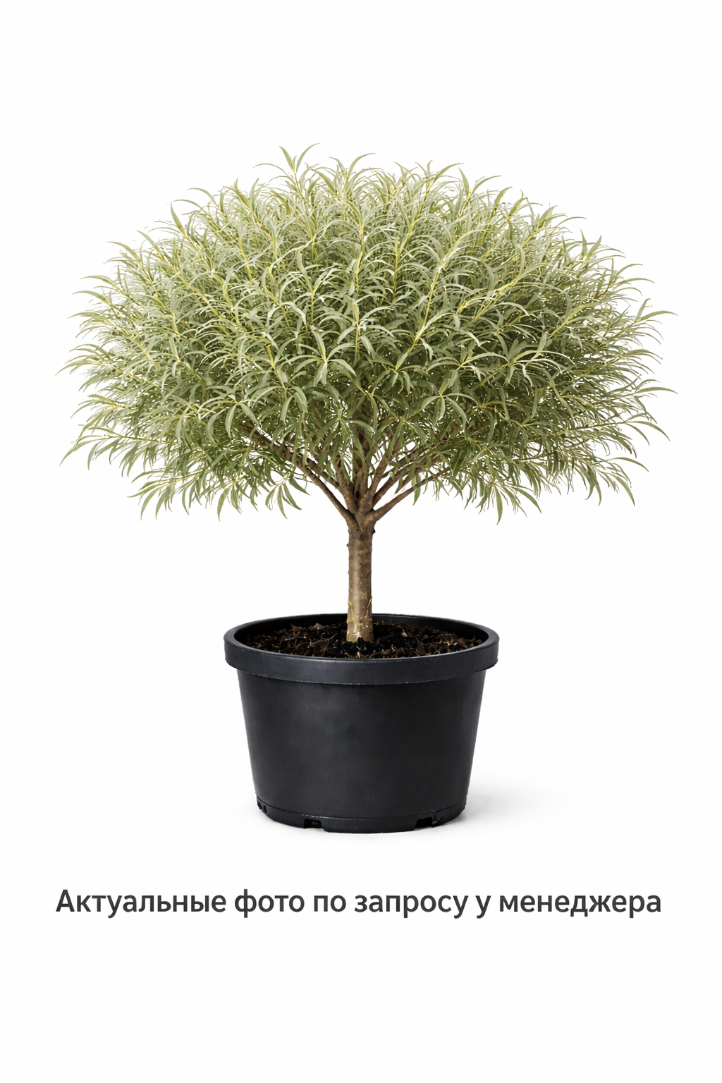 Ива пурпурная Usni