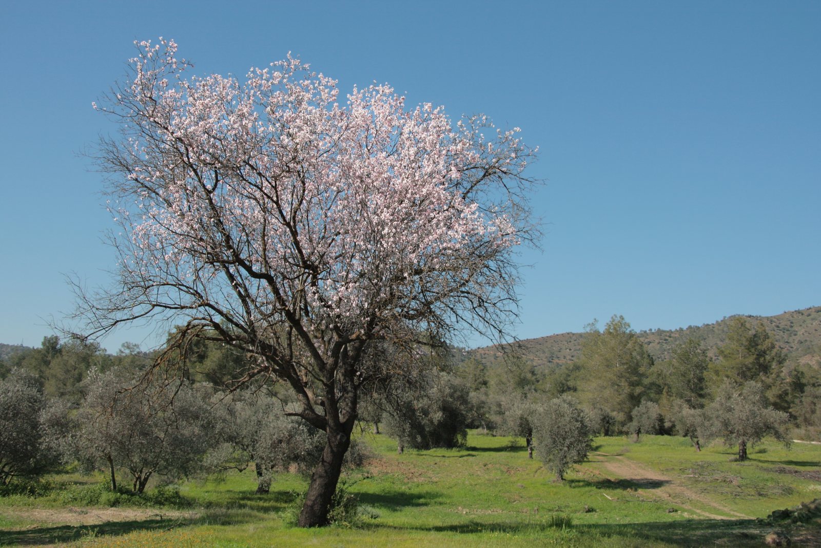 Миндаль