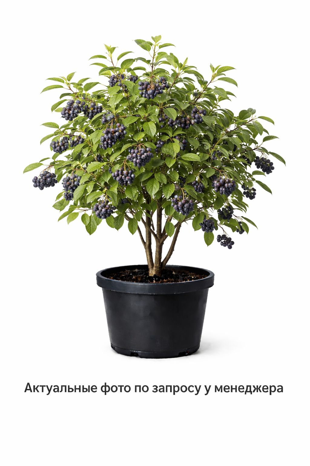 Ирга гибридная Honeywood