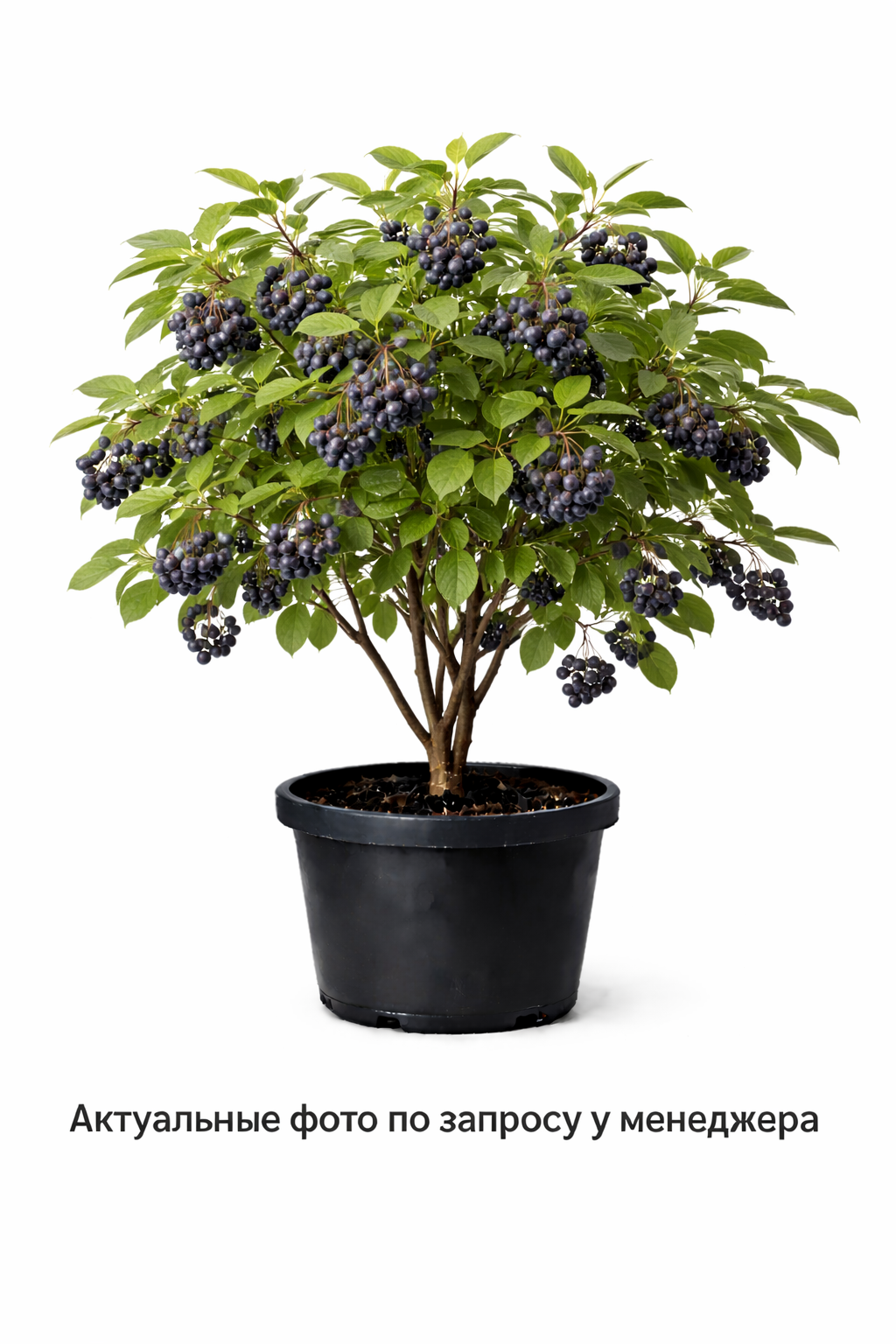 Ирга гибридная Northline