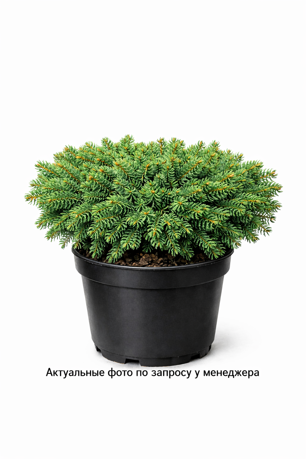 Ель Нидиформис