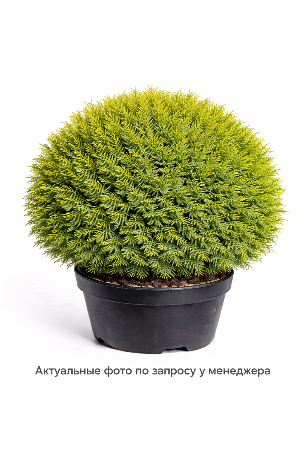 Туя западная Вудварди шар