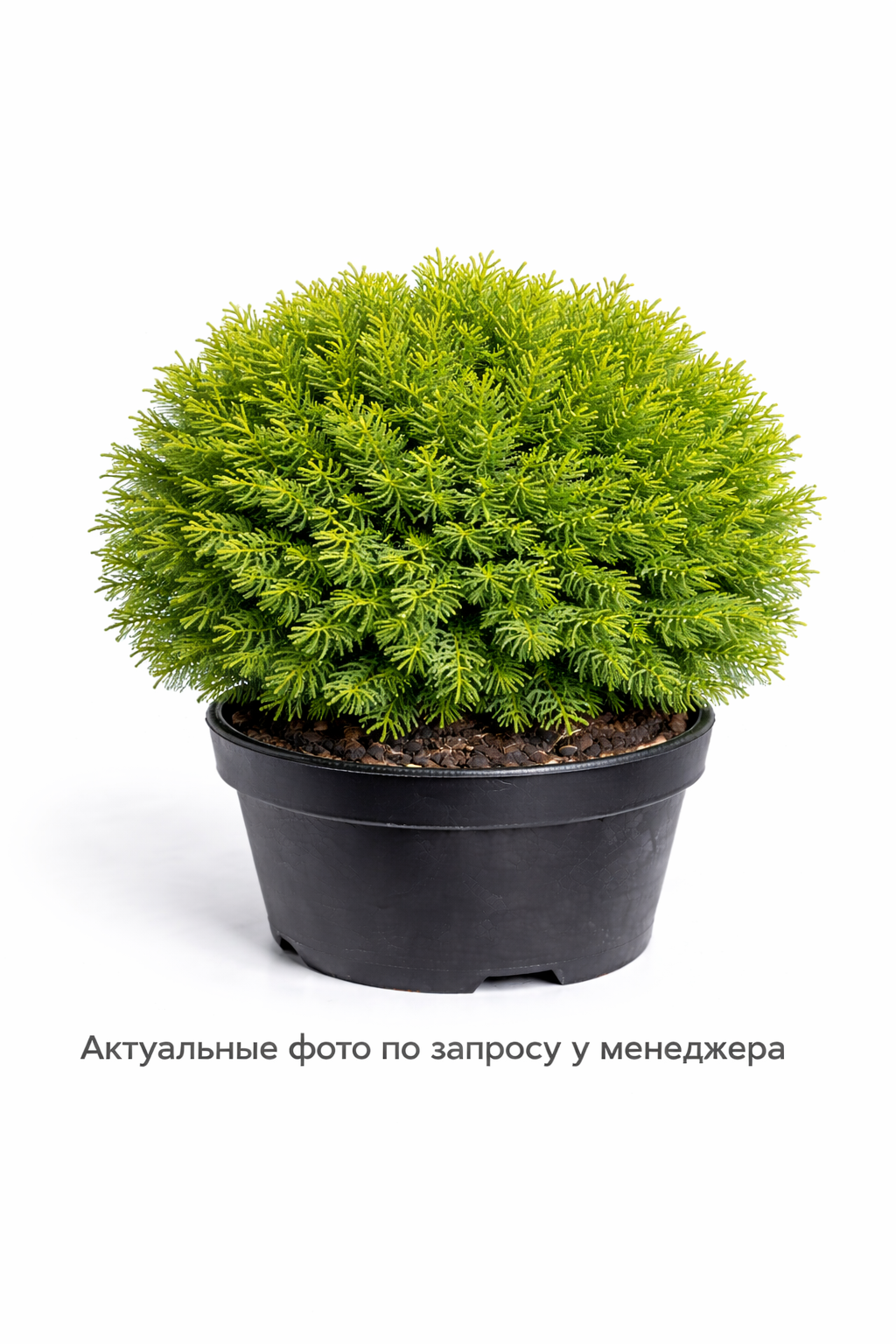 Туя западная Даника шар