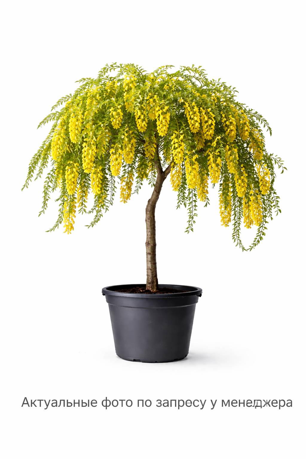 Карагана древовидная Walkeri