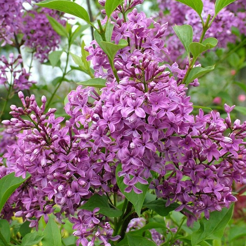 Сирень китайская
