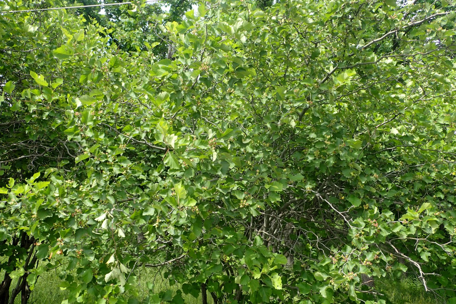 Боярышник крупноколючковый