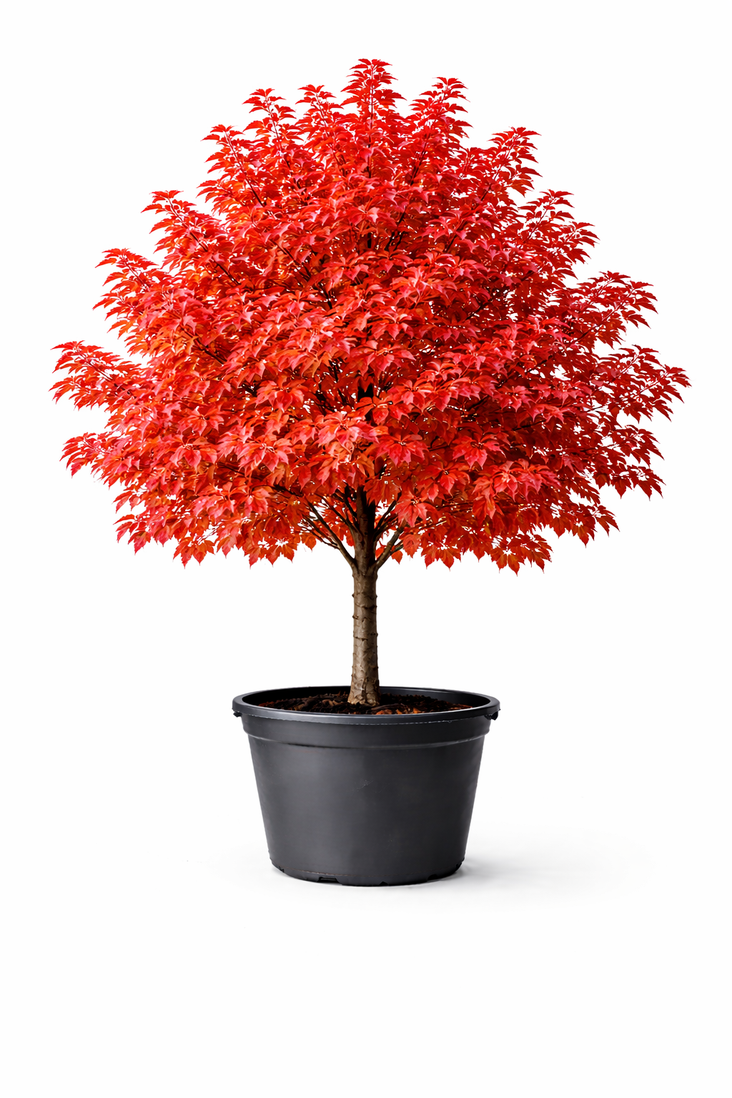 Клен красный Fairview Flame