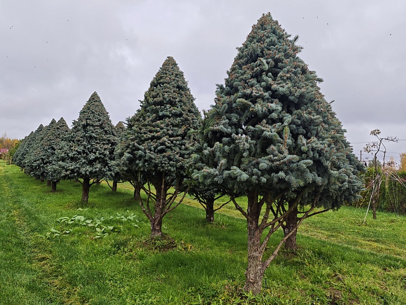 Ель колючая Ретрофлекса