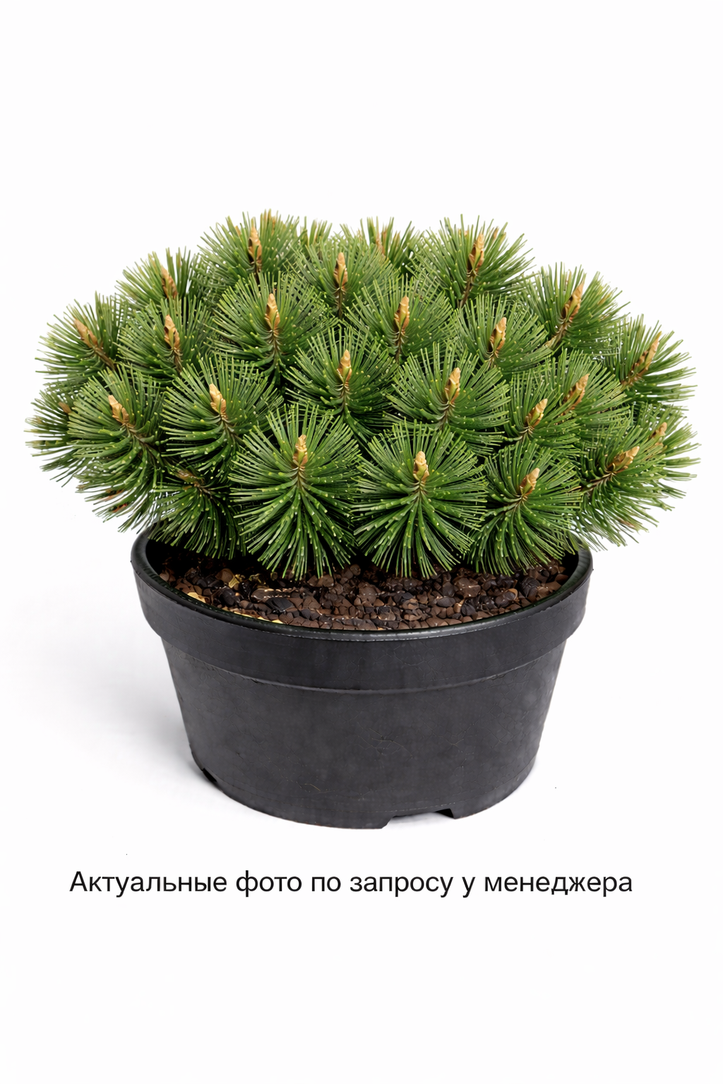 Сосна горная Пумилио
