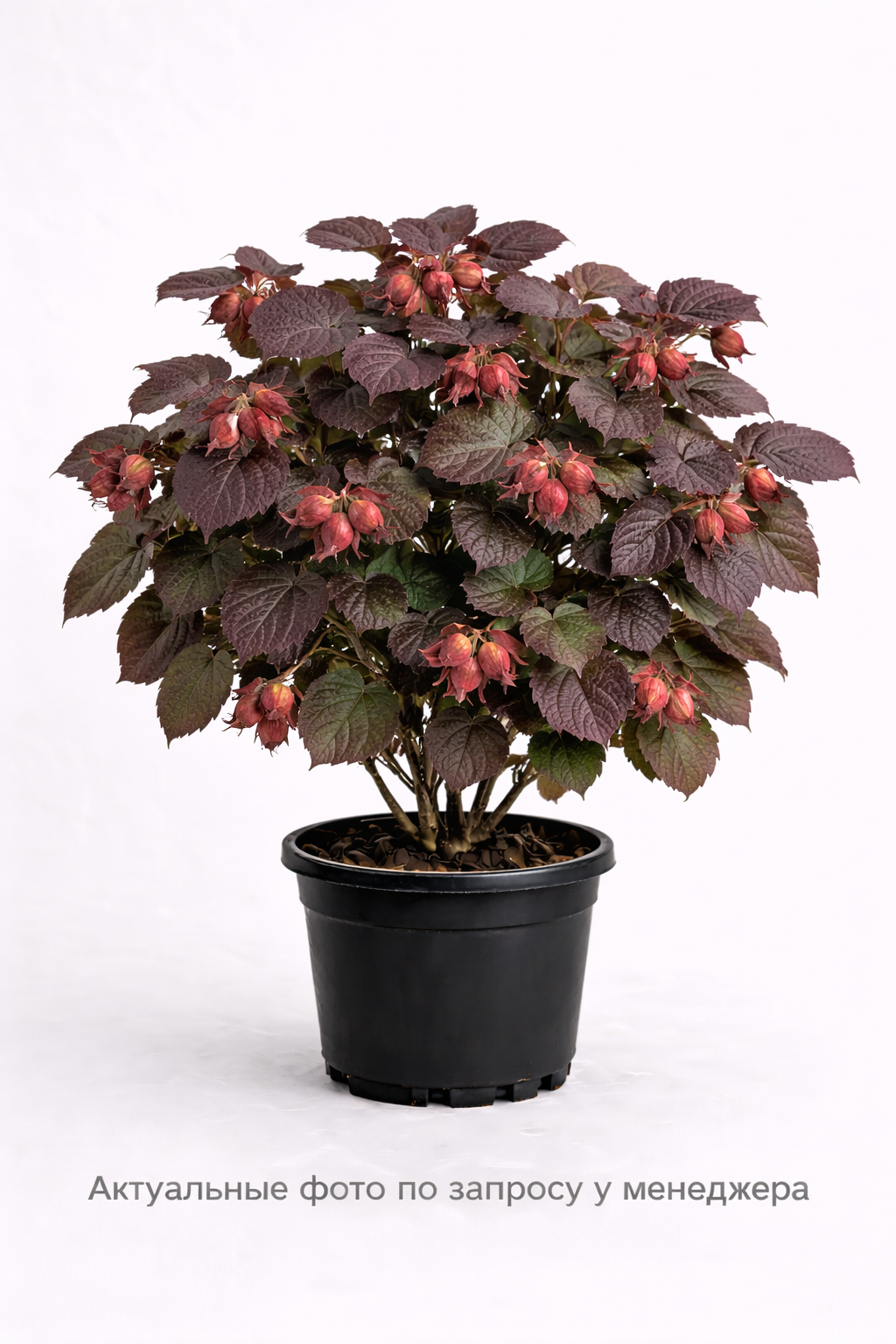 Лещина обыкновенная Rode Zelletrnoot