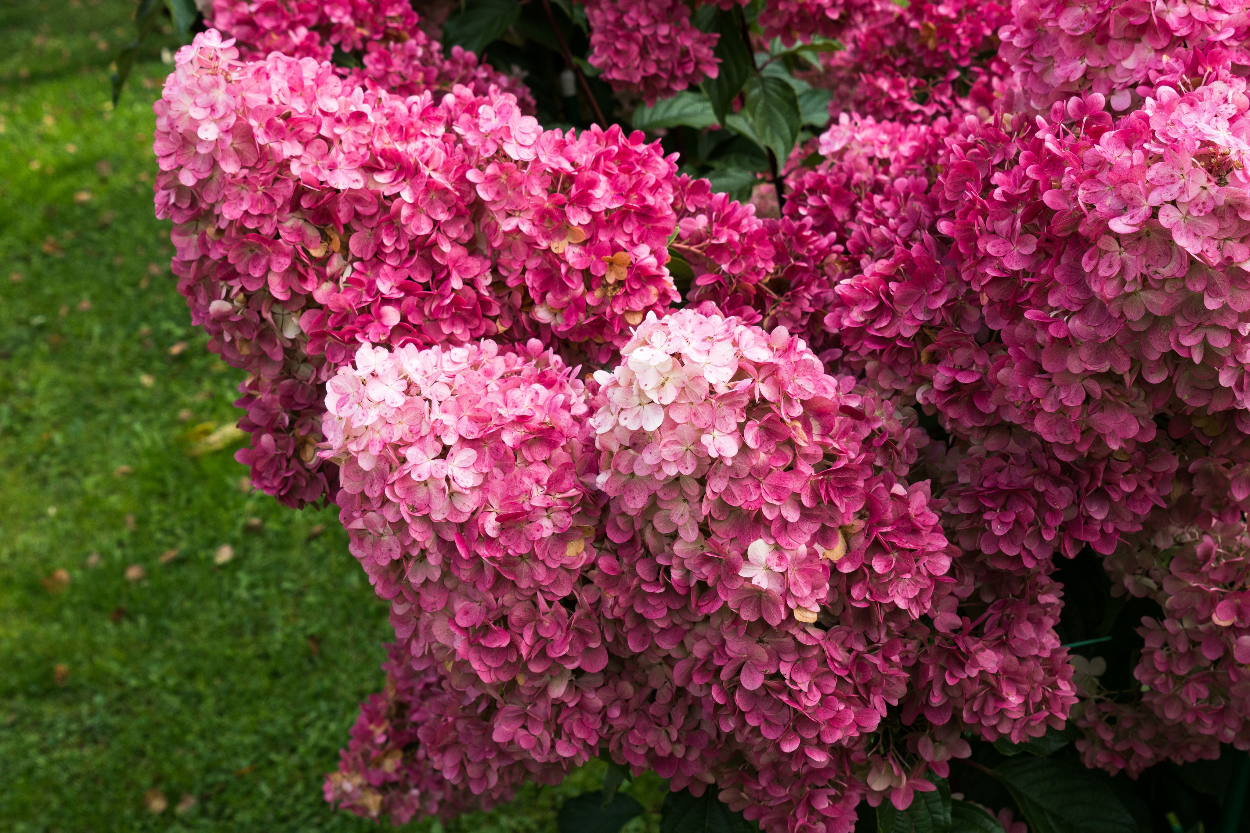Гортензия метельчатая Фрайз Мельба