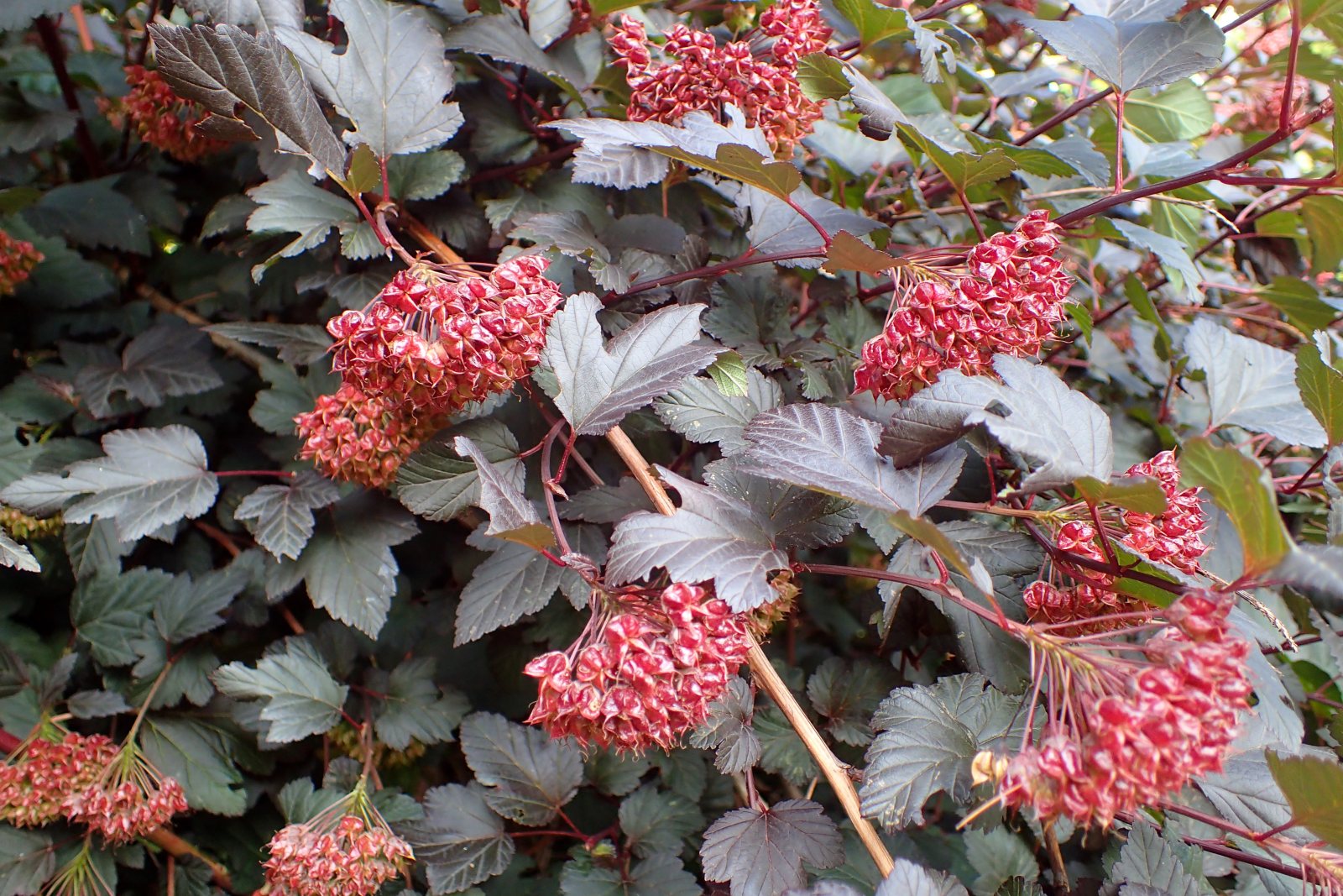 Пузыреплодник калинолистный Диабло