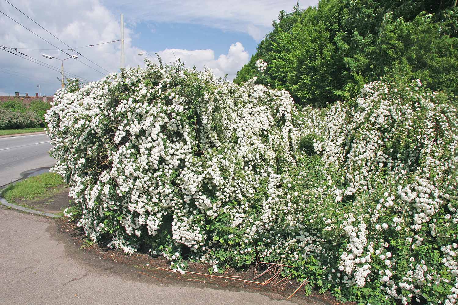 Спирея Вангутта