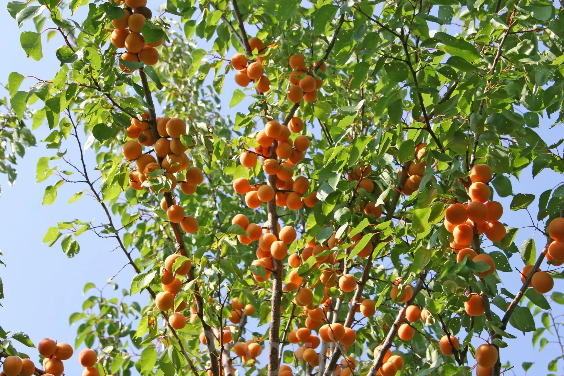 Абрикос Алёша