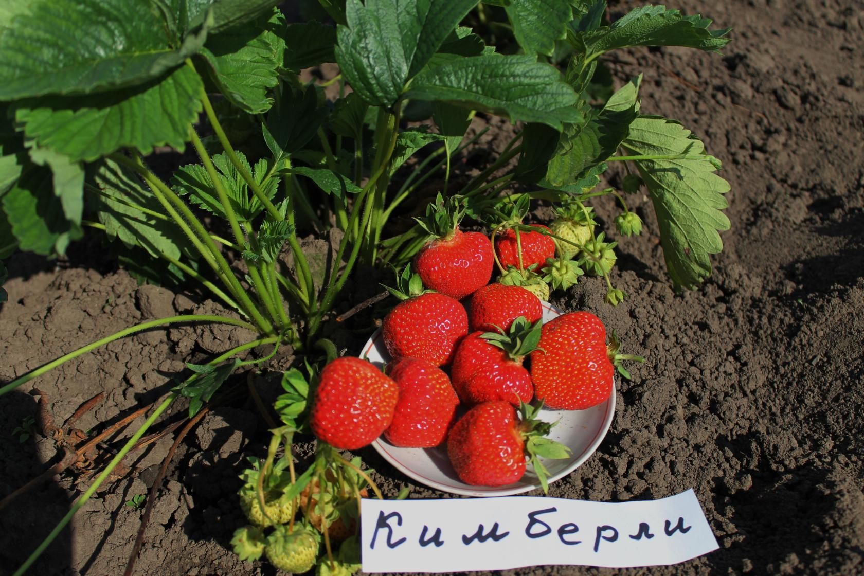 Земляника садовая Кимберли, ранняя