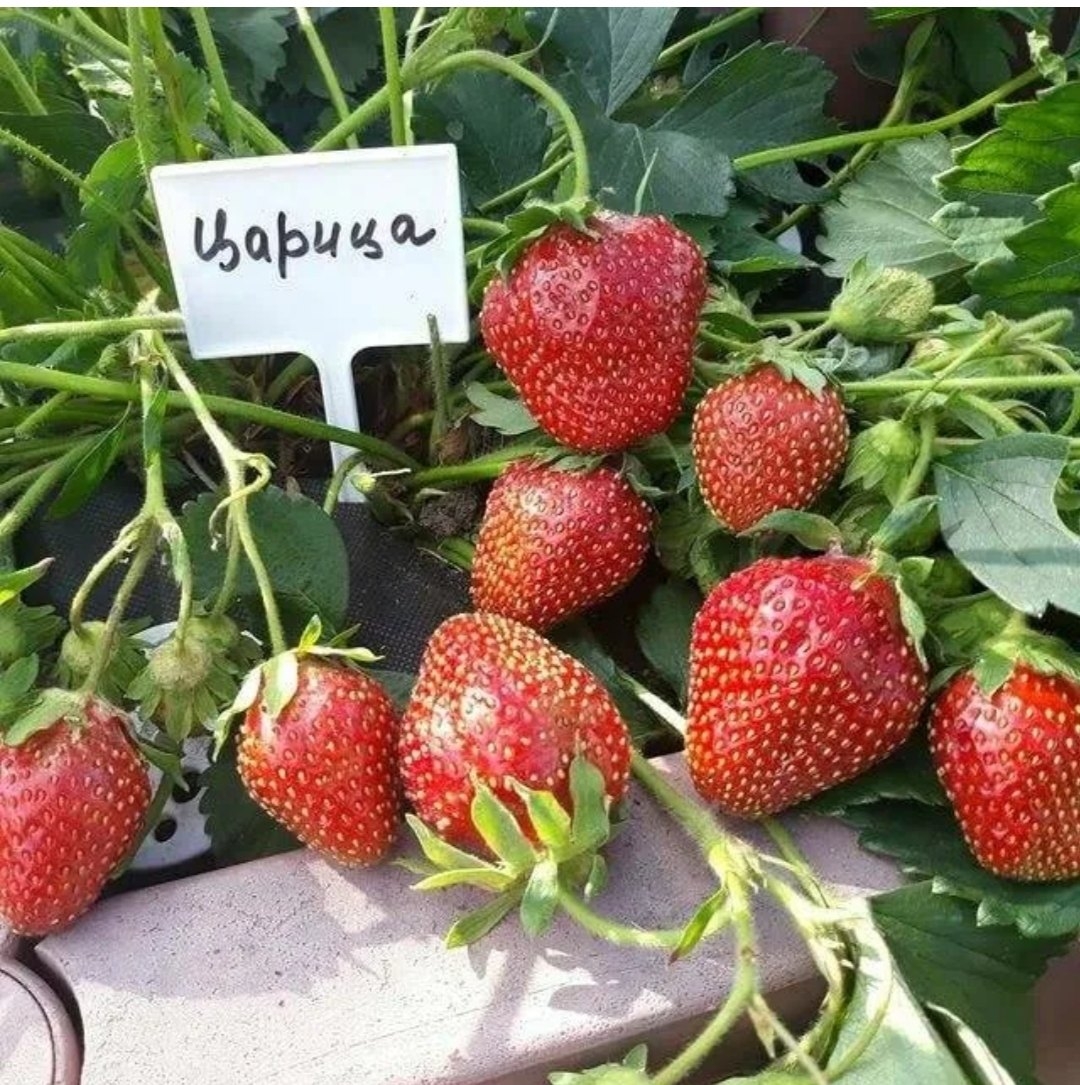 Земляника садовая Царица, среднего