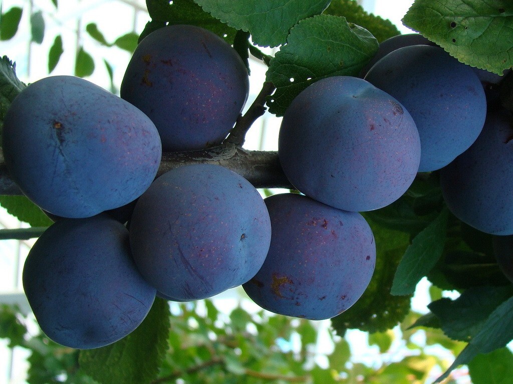 Слива Ренклод Советский (синяя)
