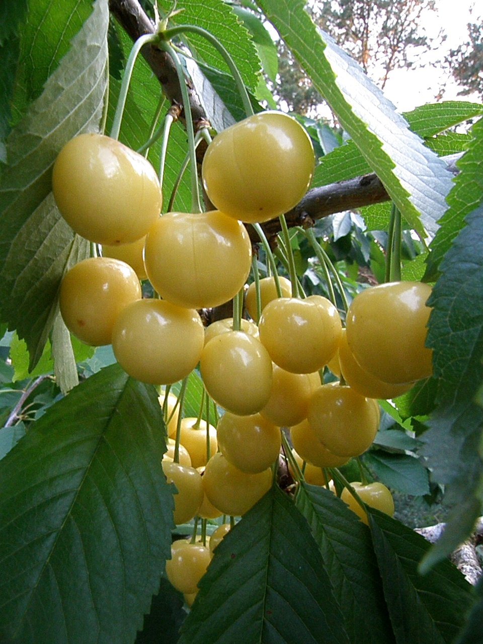 Черешня Дрогана Жёлтая
