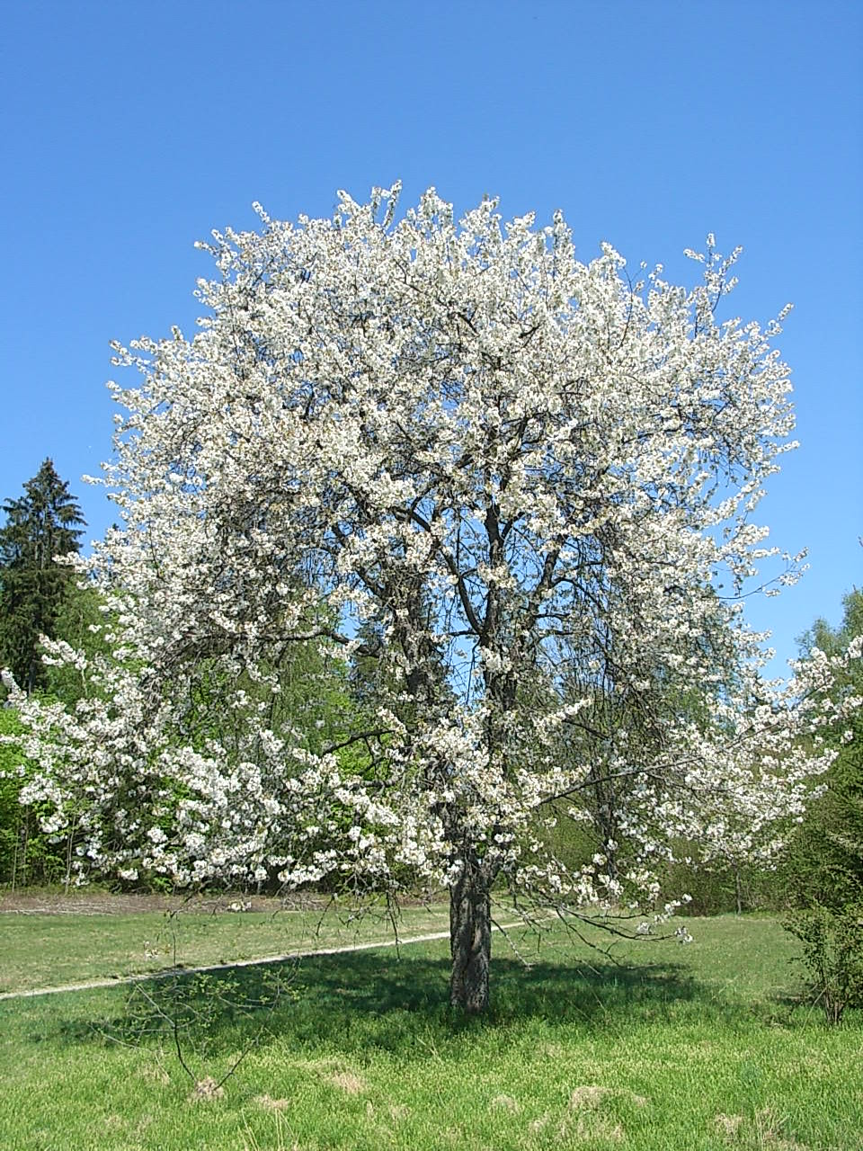 Черешня Ревна (чёрно-красная)