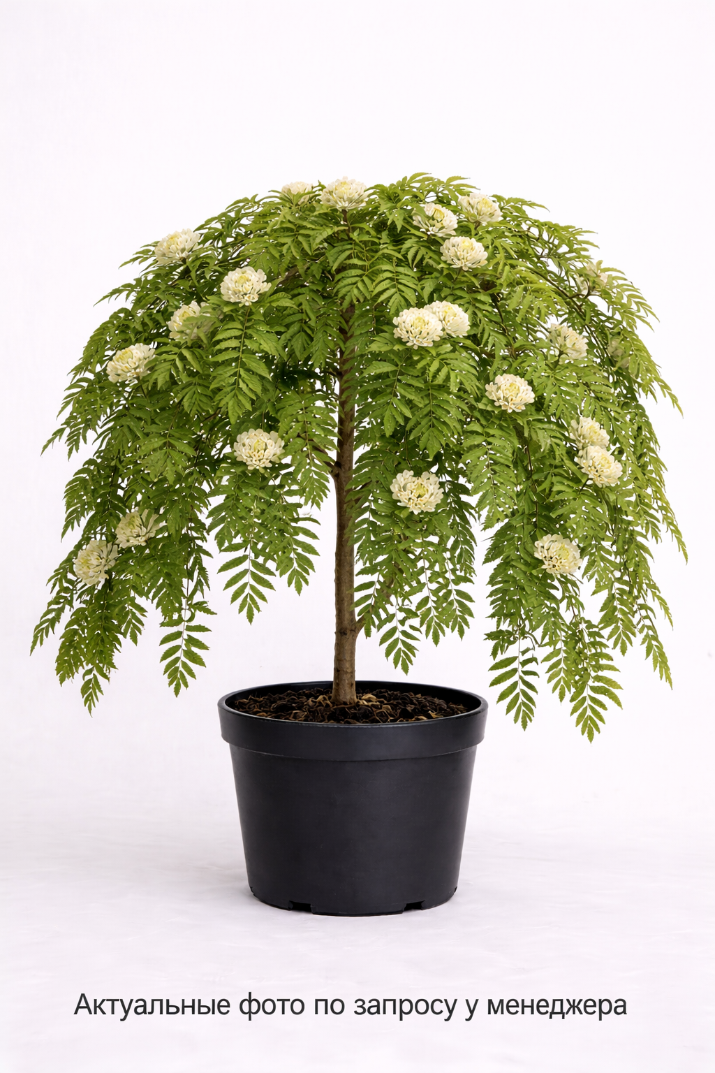 Рябина обыкновенная Pendula