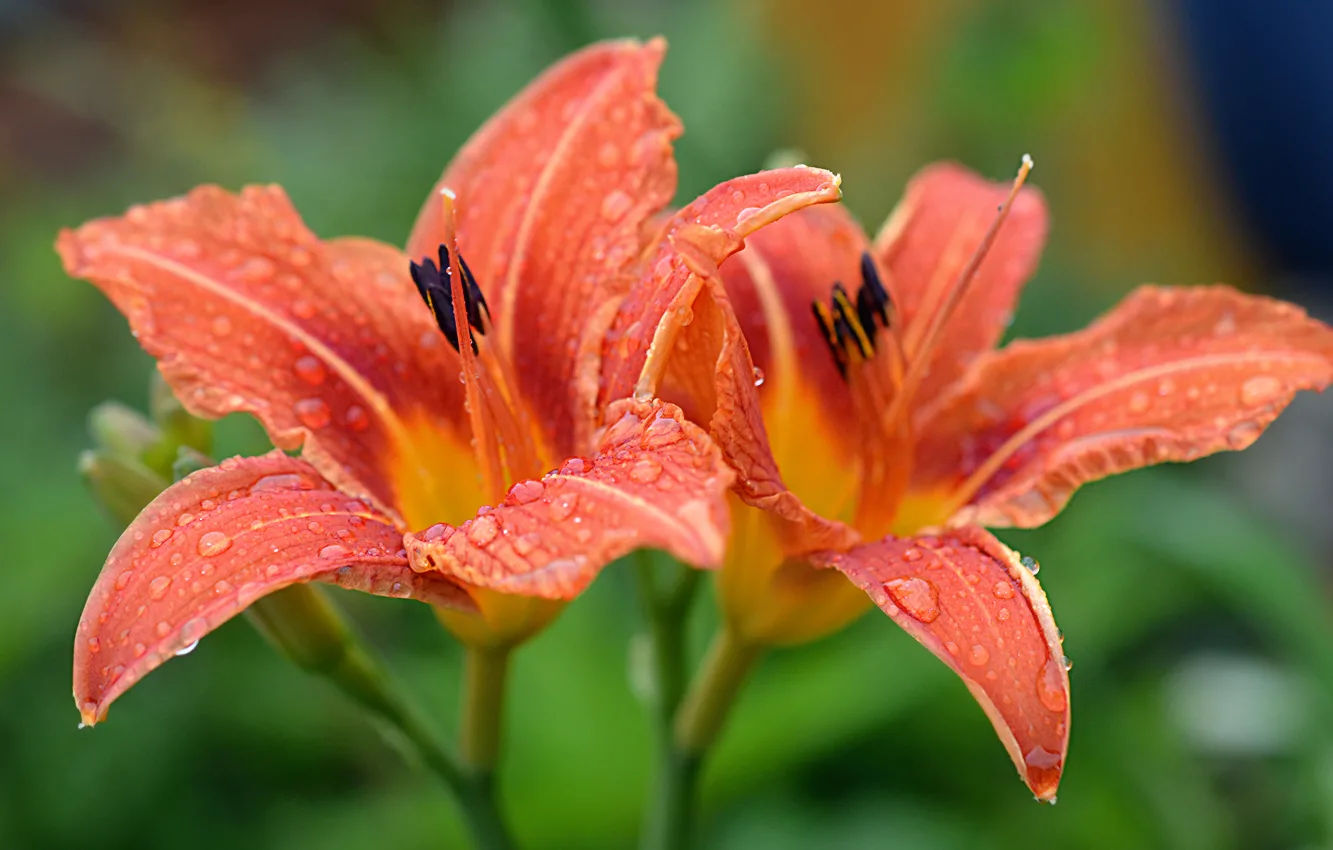 Лилейник Queen of May