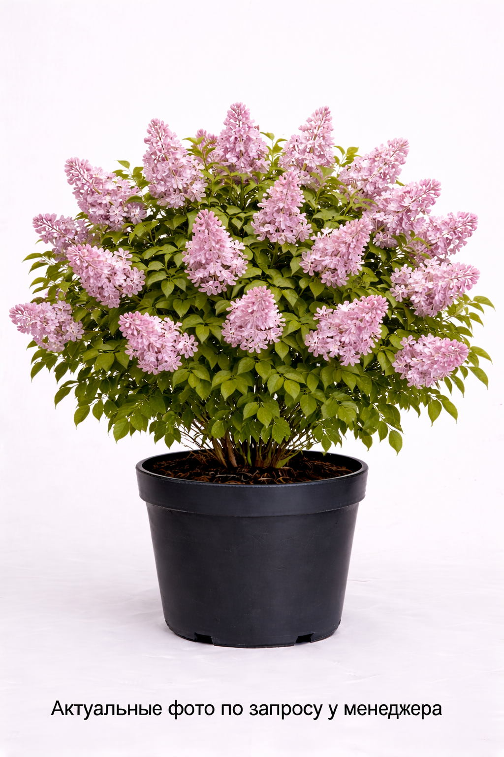 Сирень обыкновенная Ami Schott