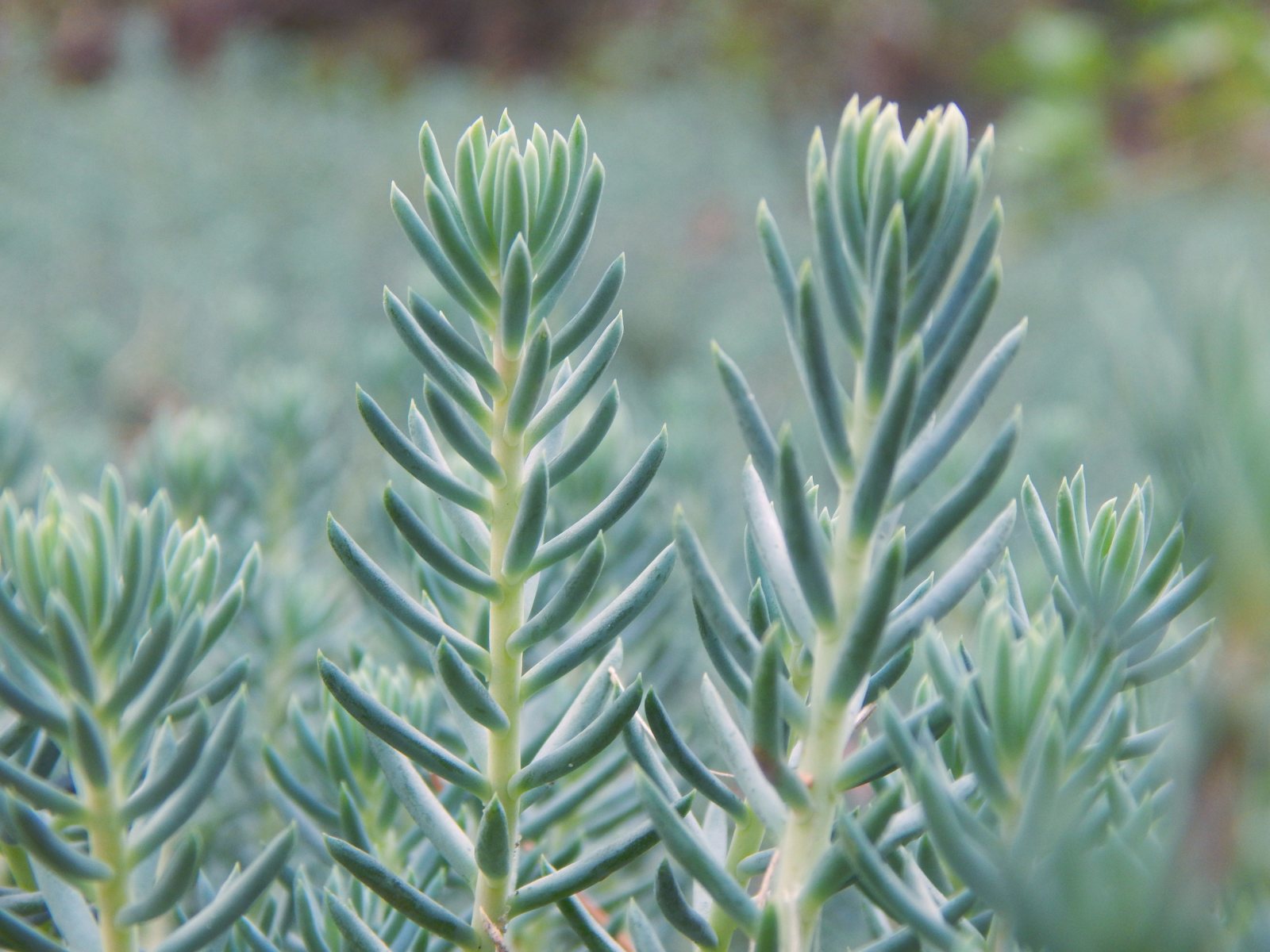 Очиток отогнутый Blue Spruce