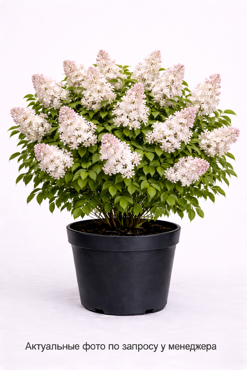 Сирень обыкновенная Beauty of Moscow