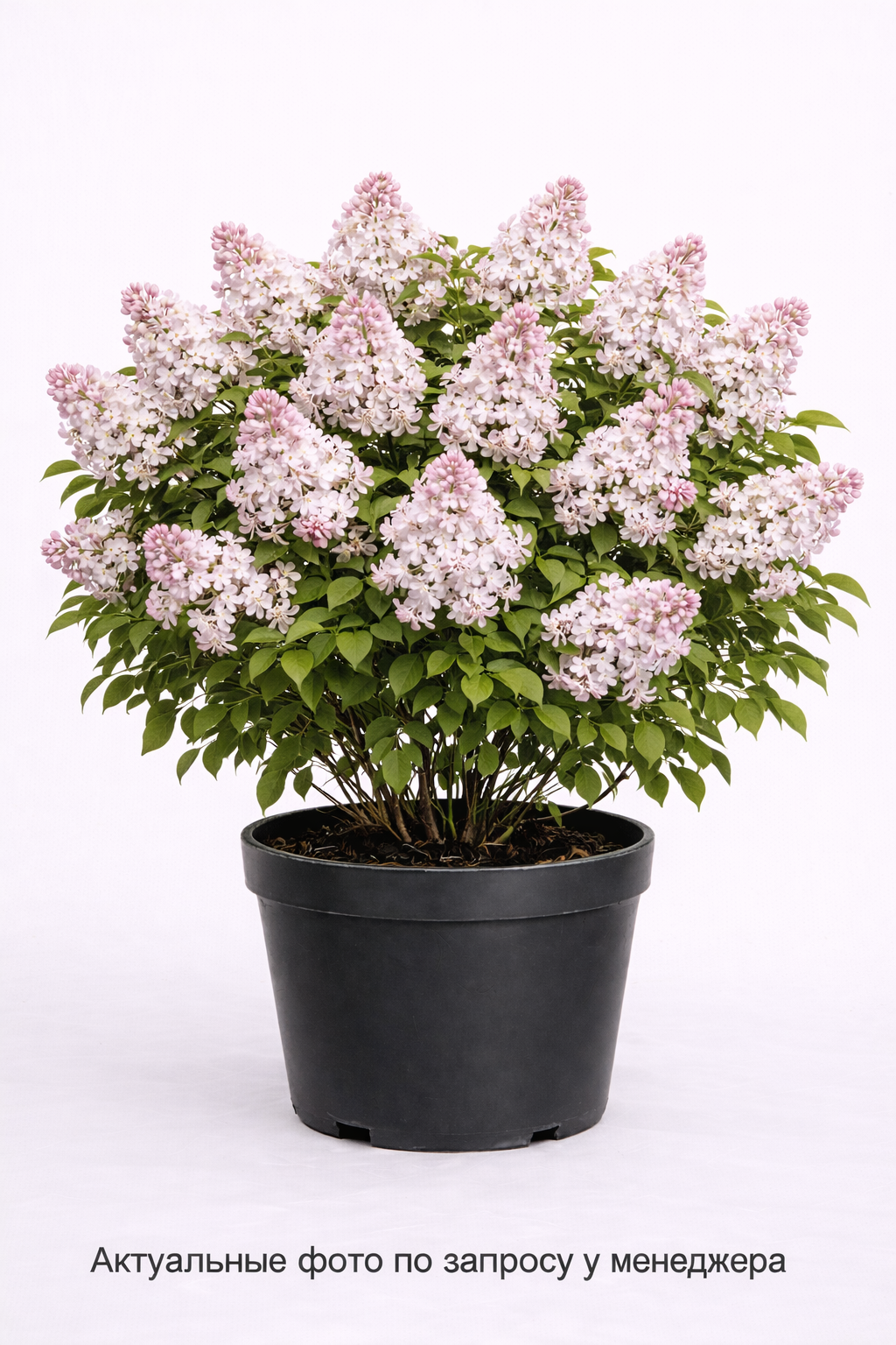 Сирень обыкновенная Federiko Garsia Lorka