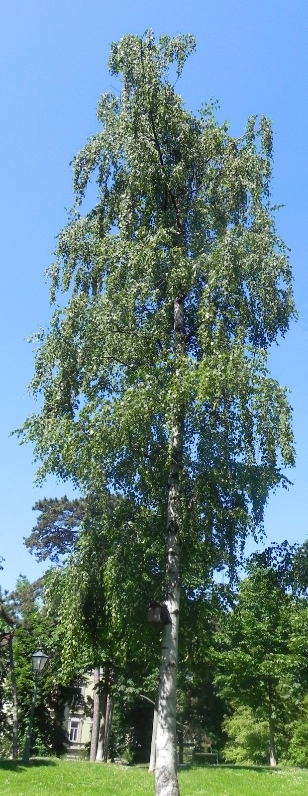 Берёза