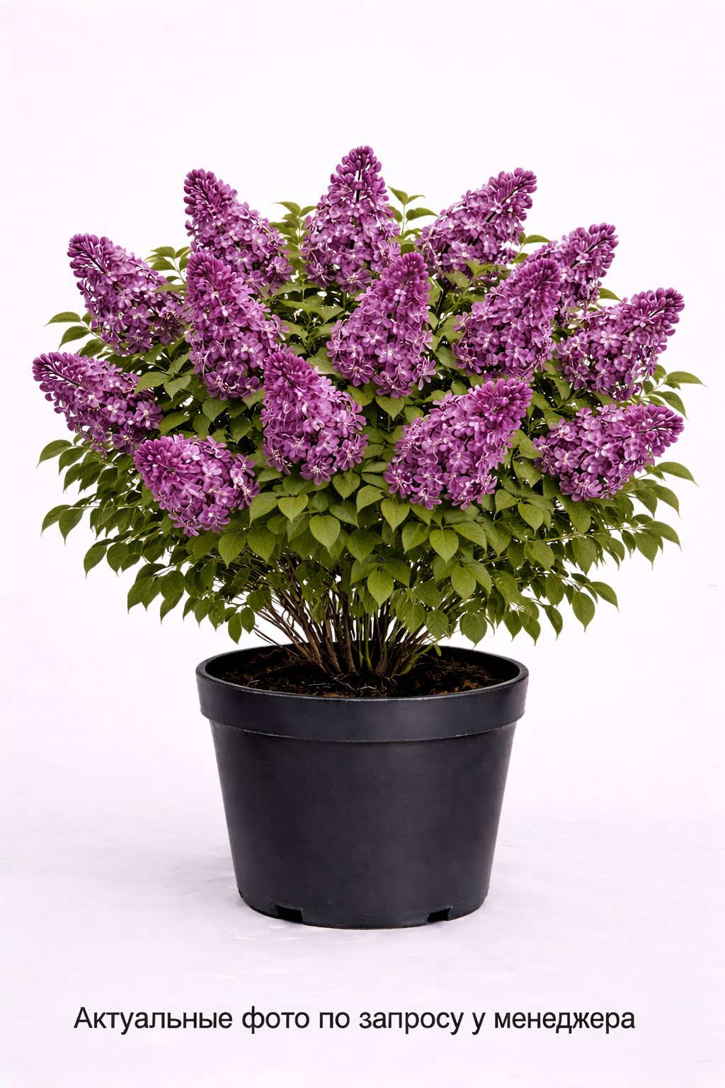 Сирень обыкновенная Sensation