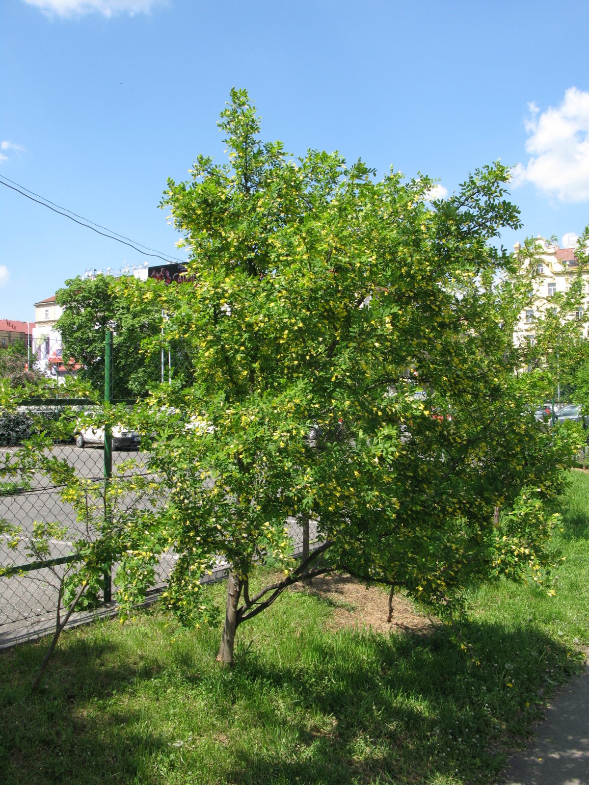 Карагана