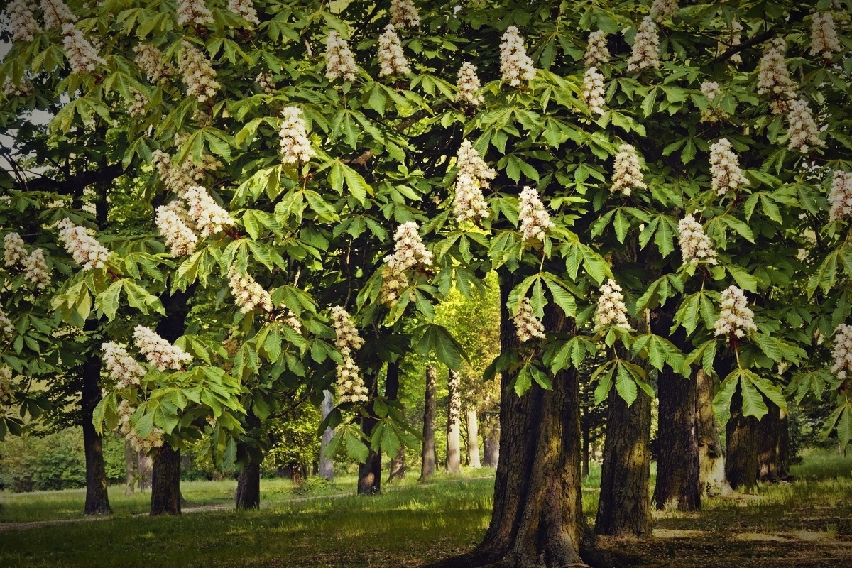 Каштан