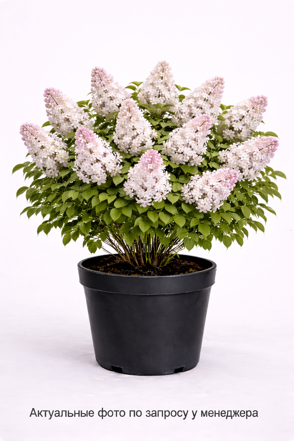 Сирень обыкновенная Милосердие