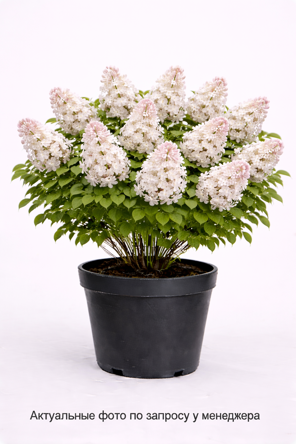 Сирень обыкновенная Память о Колесникове