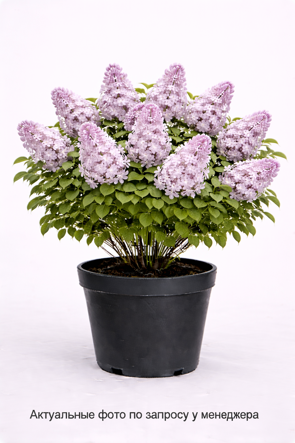 Сирень обыкновенная Петербурженка