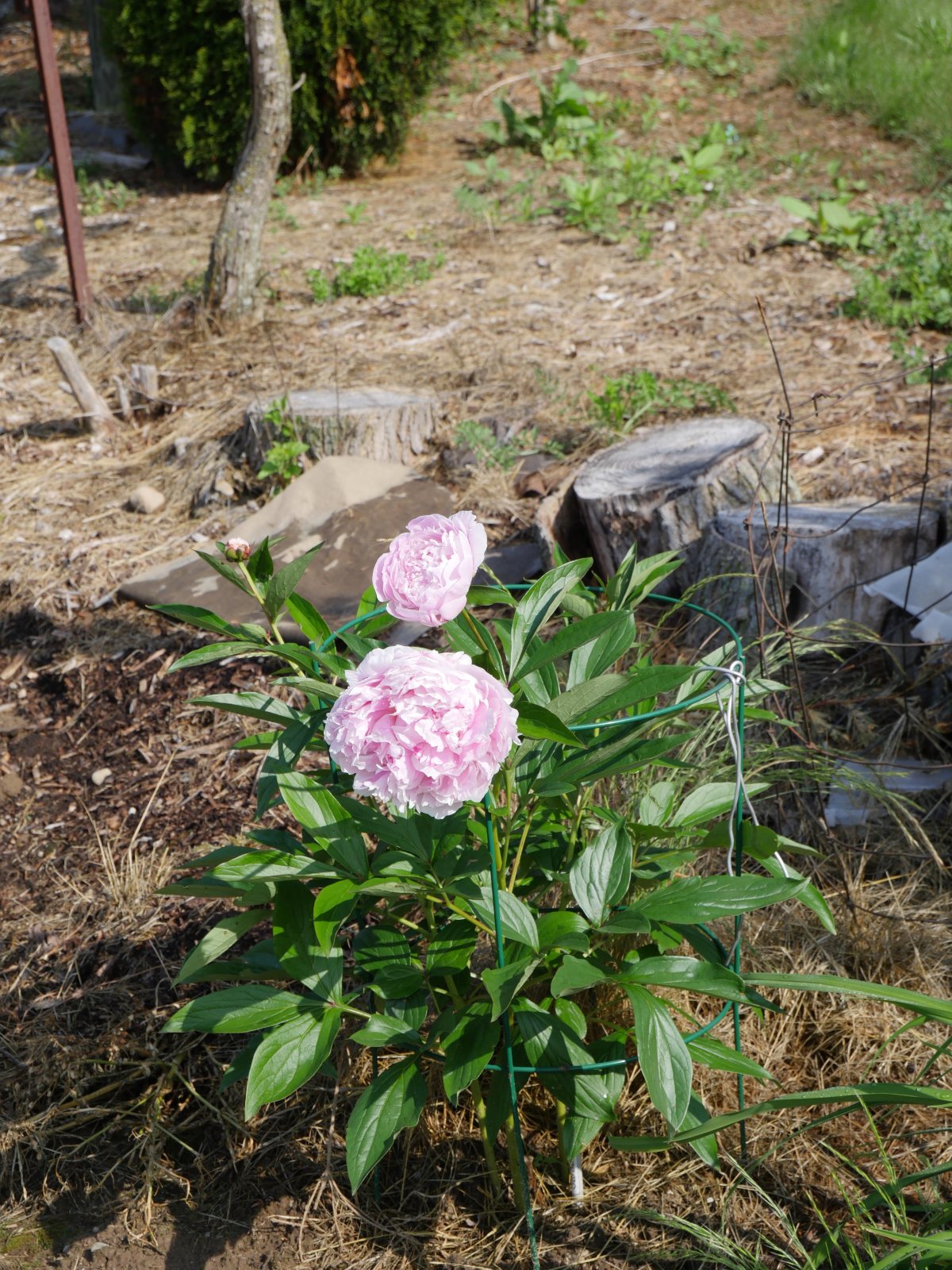 Пион травянистый Сара Бернар